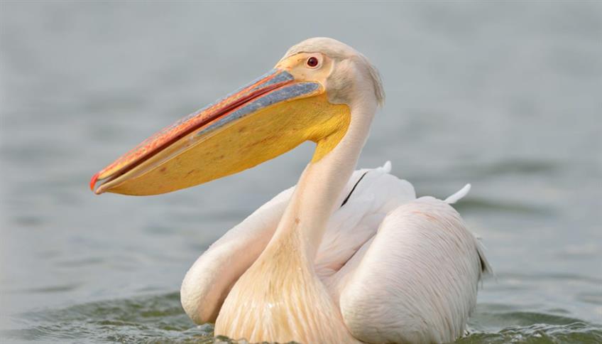 Pellicano Pellicano